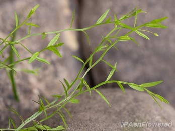 Plant form